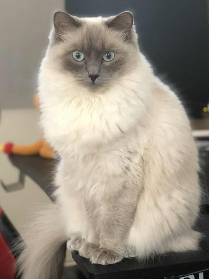 Sora