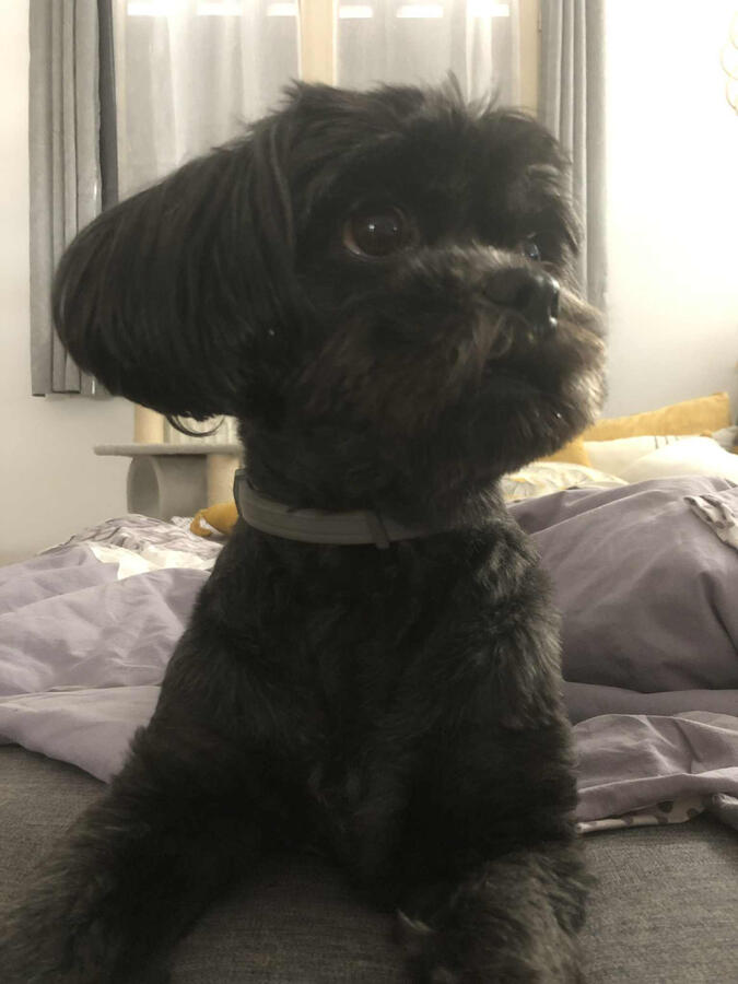 Polly